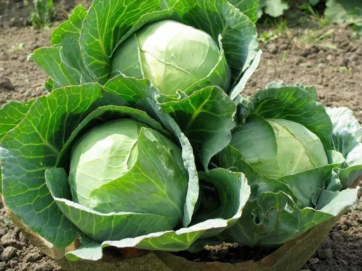 Cabbage Seeds 200+ Heirloom Danish Ballhead NON-GMO Fresh Brassica oleracea