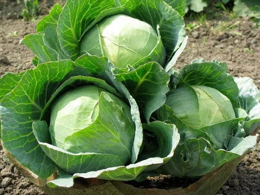 Cabbage Seeds 200+ Heirloom Danish Ballhead NON-GMO Fresh Brassica oleracea