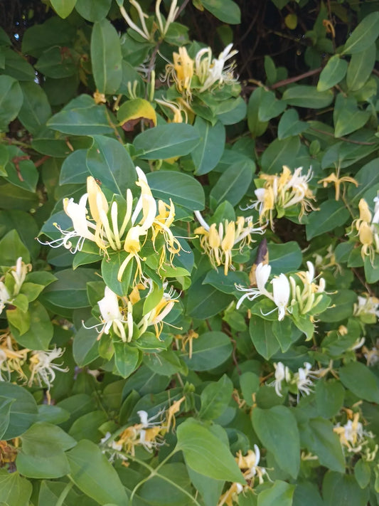 10 Unrooted Cuttings Japanese Honeysuckle Vine Lonicera Japonica Green Foliage