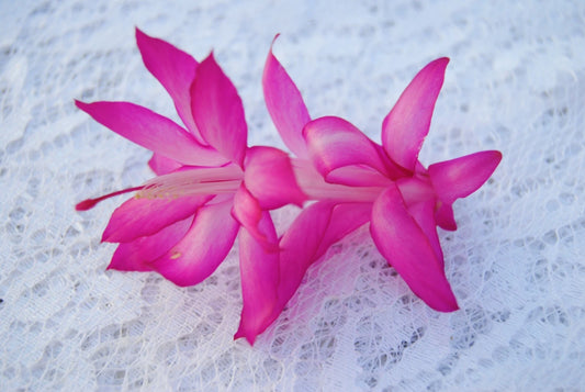 Christmas Cactus Starter Plant - Small Holiday Lights Variety - Schlumbergera Truncata - Healthy Well Rooted Plant