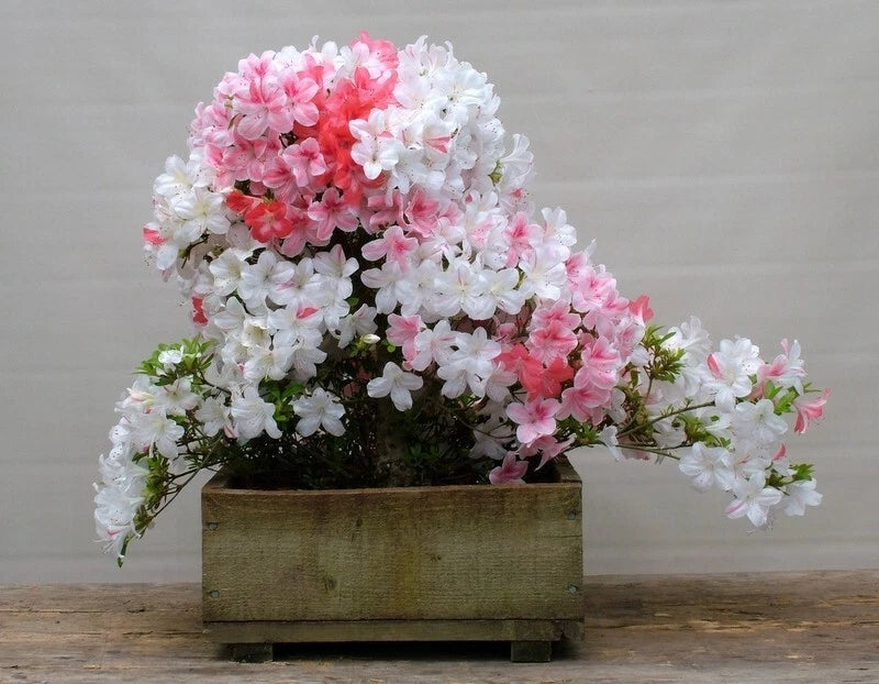 Azalea Starter Plant - Multi Color Deciduous Rhododendron - Perfect for Gardens and Landscapes