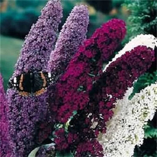 Mixed Colors Butterfly Bush Seeds - 150 Count Buddleia Davidii Flower Shrub for Vibrant Garden Blooms