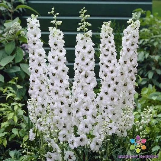 Magic Fountains White Bee Delphinium Seeds - 200+ Premium Seeds for Garden Planting - Delphinium grandiflorum