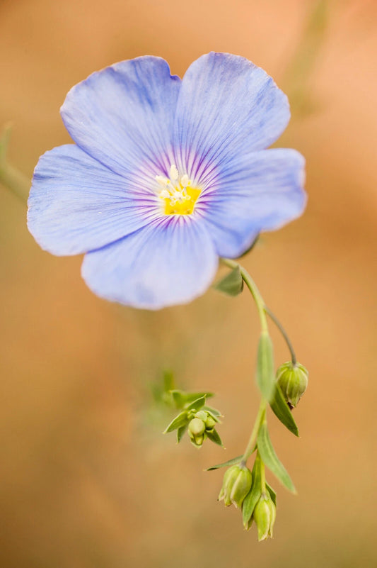 Blue Linen Flax Flower Seeds 2000+ | Blue Purple Linseed Perennial Wildflower | Linum usitatissimum