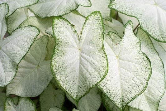 Caladium Bulb - White - Easy Growing Indoor/Outdoor Plant - Caladium bicolor