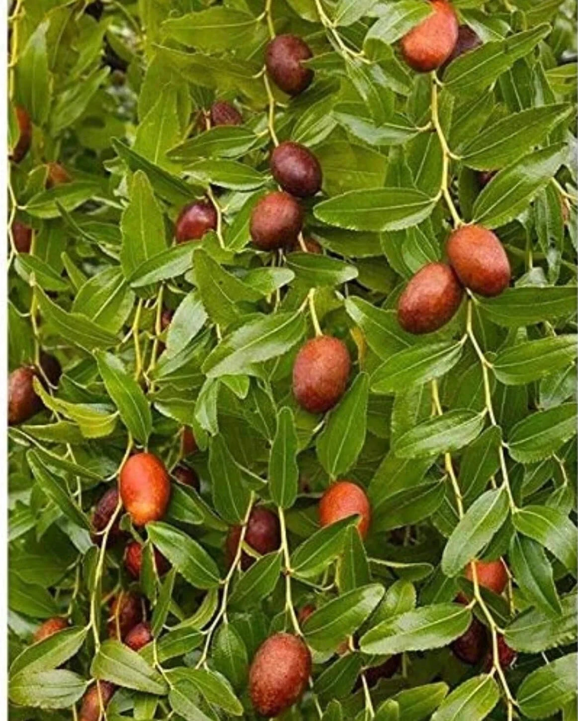 Bare Root Chinese Jujube Tree - Honey Jar Variety - Ziziphus jujuba - 4 Feet Tall