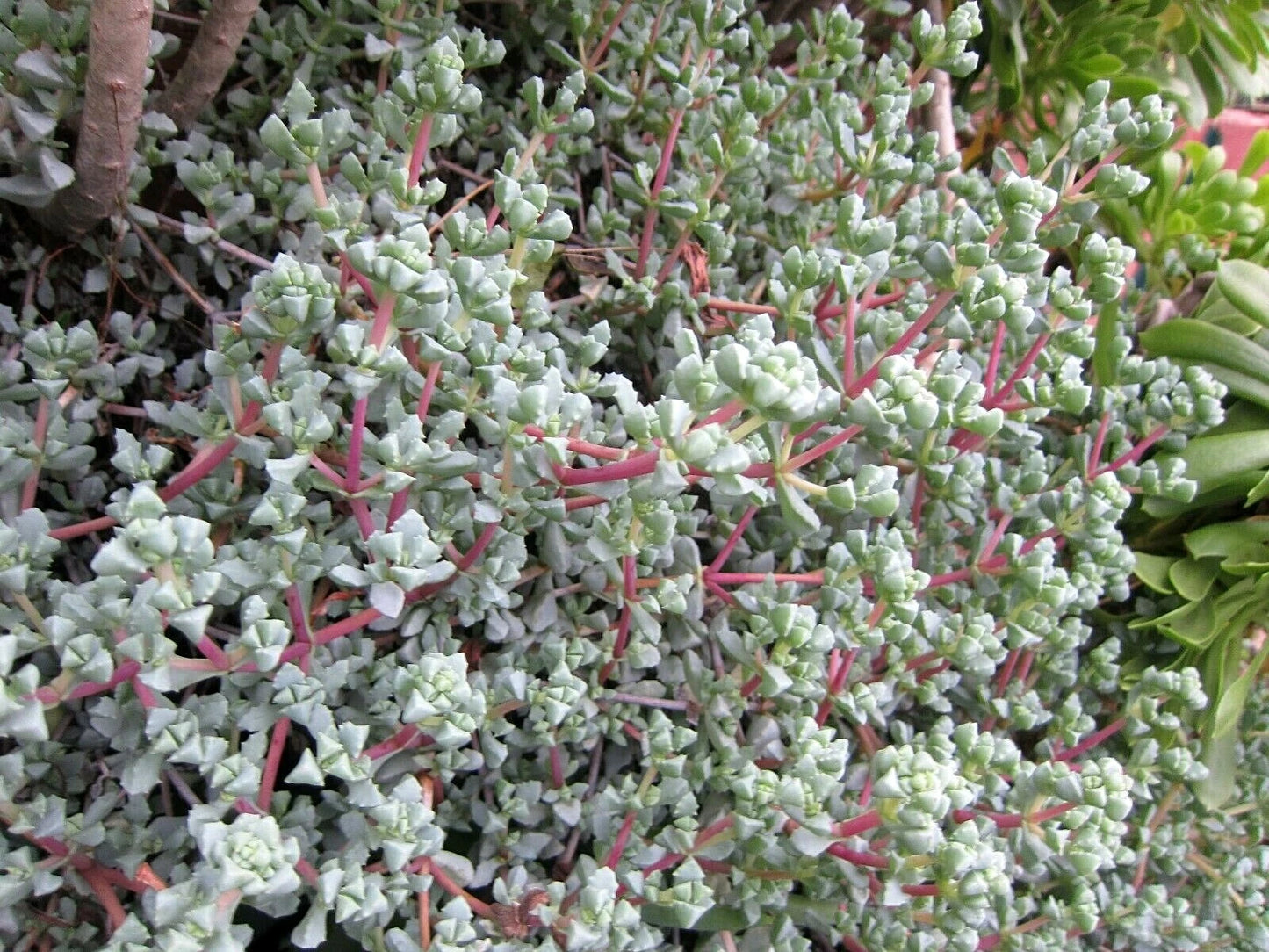 Ice Plant Cuttings - Vygie Violet - Lampranthus deltoides - 8 Succulent Cuttings for Indoor/Outdoor Gardening
