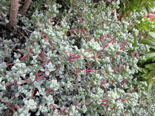 Ice Plant Cuttings - Vygie Violet - Lampranthus deltoides - 8 Succulent Cuttings for Indoor/Outdoor Gardening