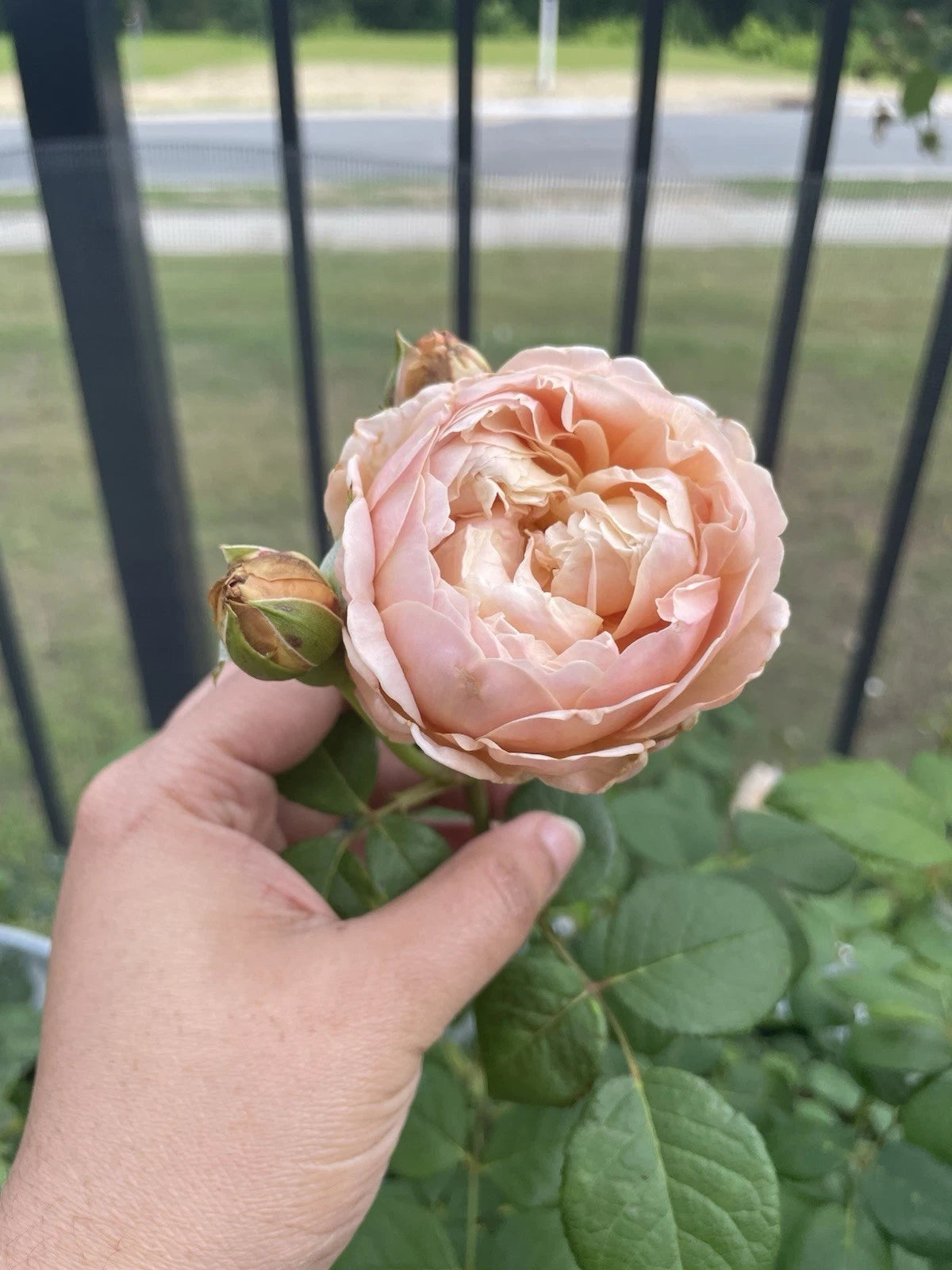 Auspeet Rose Plant Cuttings - 3 Fresh Unrooted 6” Long Cuttings - Ideal for Propagation, Rosa spp.