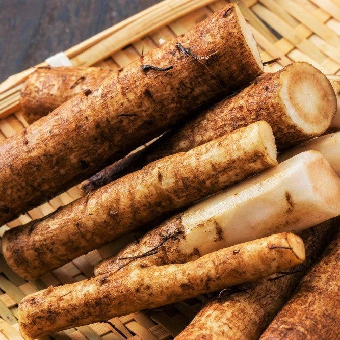 Burdock Seeds - Articum Lappa Kinpira Gobo Ngao Pong for 2025 Planting - Heirloom Vegetable Seeds