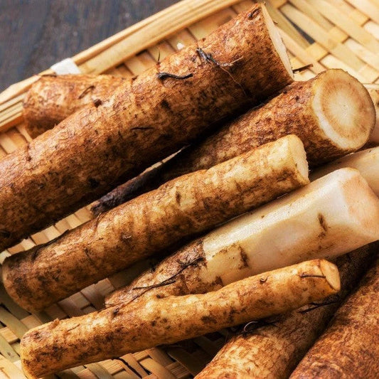 Burdock Seeds - Articum Lappa Kinpira Gobo Ngao Pong for 2025 Planting - Heirloom Vegetable Seeds