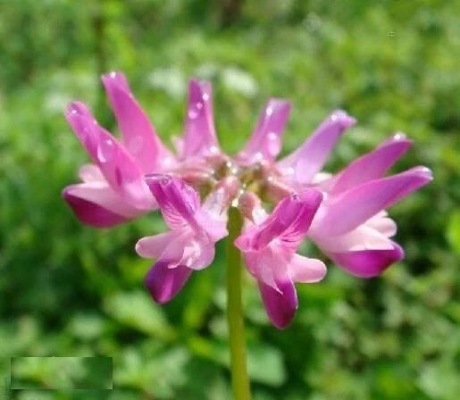 Chinese Milkvetch Seeds | 50 Pack | Astragalus sinicus | Drought-Resistant Perennial Herb