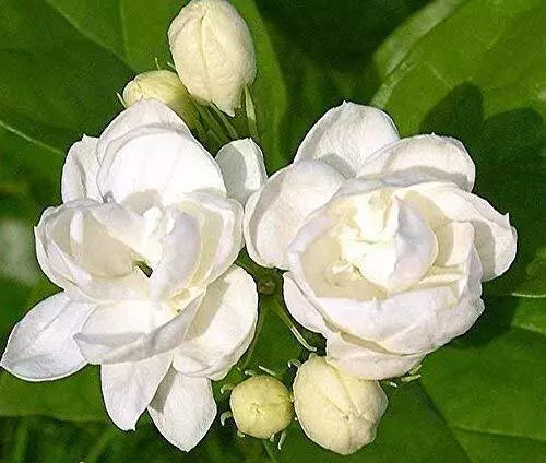 Jasmine Plant Seeds - 25 Indoor/Outdoor Herbal Seeds - Tiny White Flowers (Jasminum)