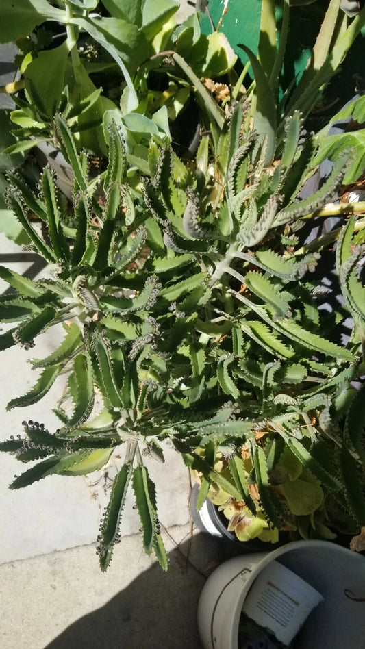Kalanchoe Live Mother of Thousands 2"-3" Bare Root Alligator Plant (Kalanchoe daigremontiana)
