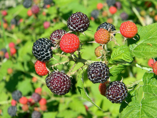 Black Raspberry Bush Seeds - 100 Pack, Organic, Sweet Flavor, Rubus occidentalis