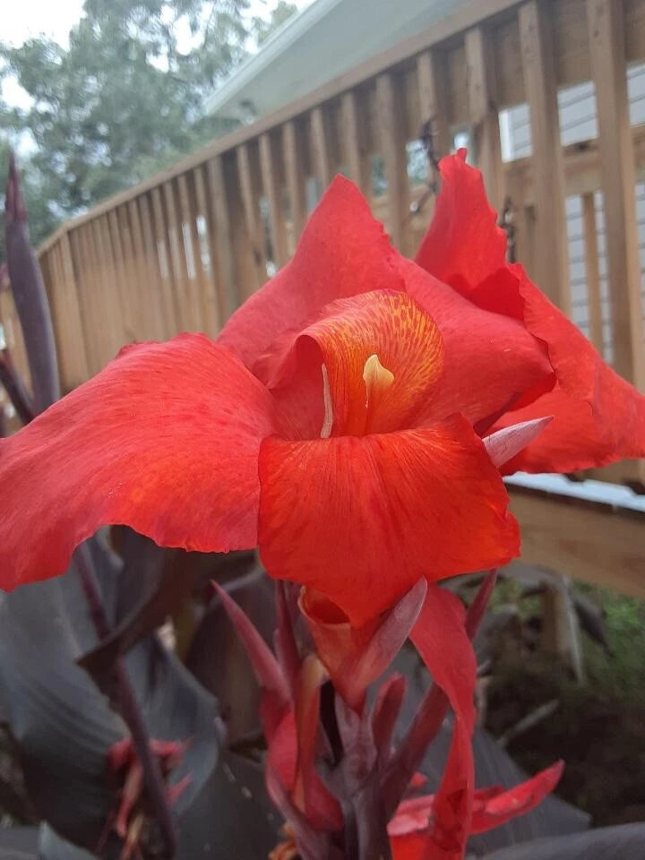 Canna Lily Bulbs (2) - Red Velvet - Exotic Plant with Rich Red Flowers, Tall Growth, Dark Foliage - Canna indica