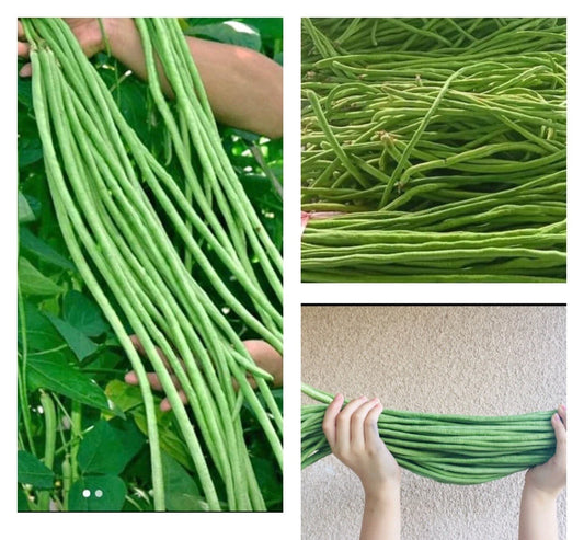 15+ Seeds Dark Green Yard Long Bean, String Bean, Asparagus Bean - Vigna unguiculata subsp. sesquipedalis