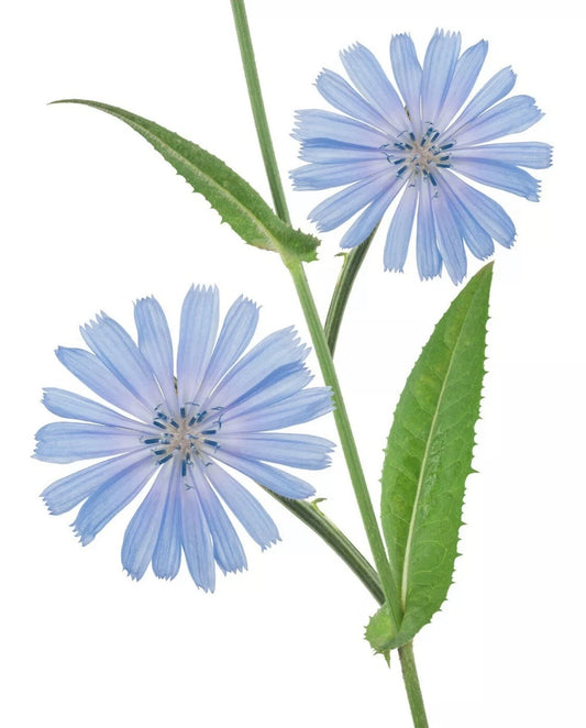 Chicory Seeds - 50+ Organic Blue Dandelion Medicinal Herb - Non-GMO Perennial Coffee Plant Seeds (Cichorium intybus)