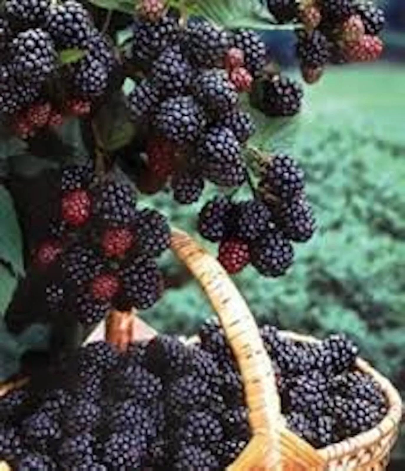 Black Hawk Raspberry Plants - 3 Pack, 1-2 Yr Old, Rubus occidentalis, Hardy Fruit Shrub, Sweet Berries, Cold-Hardy, Disease Resistant