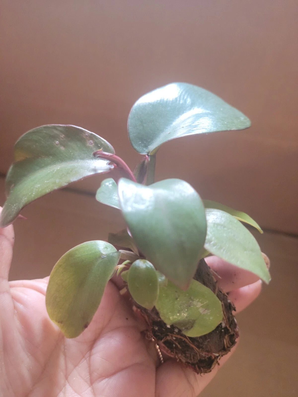 Live Potted Philodendron "Black Cardinal" 2" Well Rooted Indoor Plant (Philodendron 'Black Cardinal')