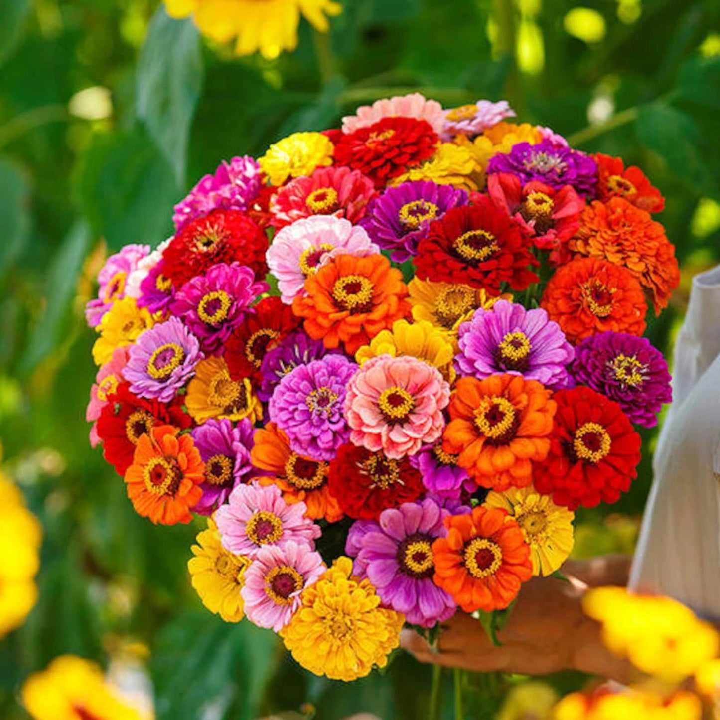 California Giant Zinnia Flower Seeds - 400+ Mixed Colors - Fresh Zinnia elegans