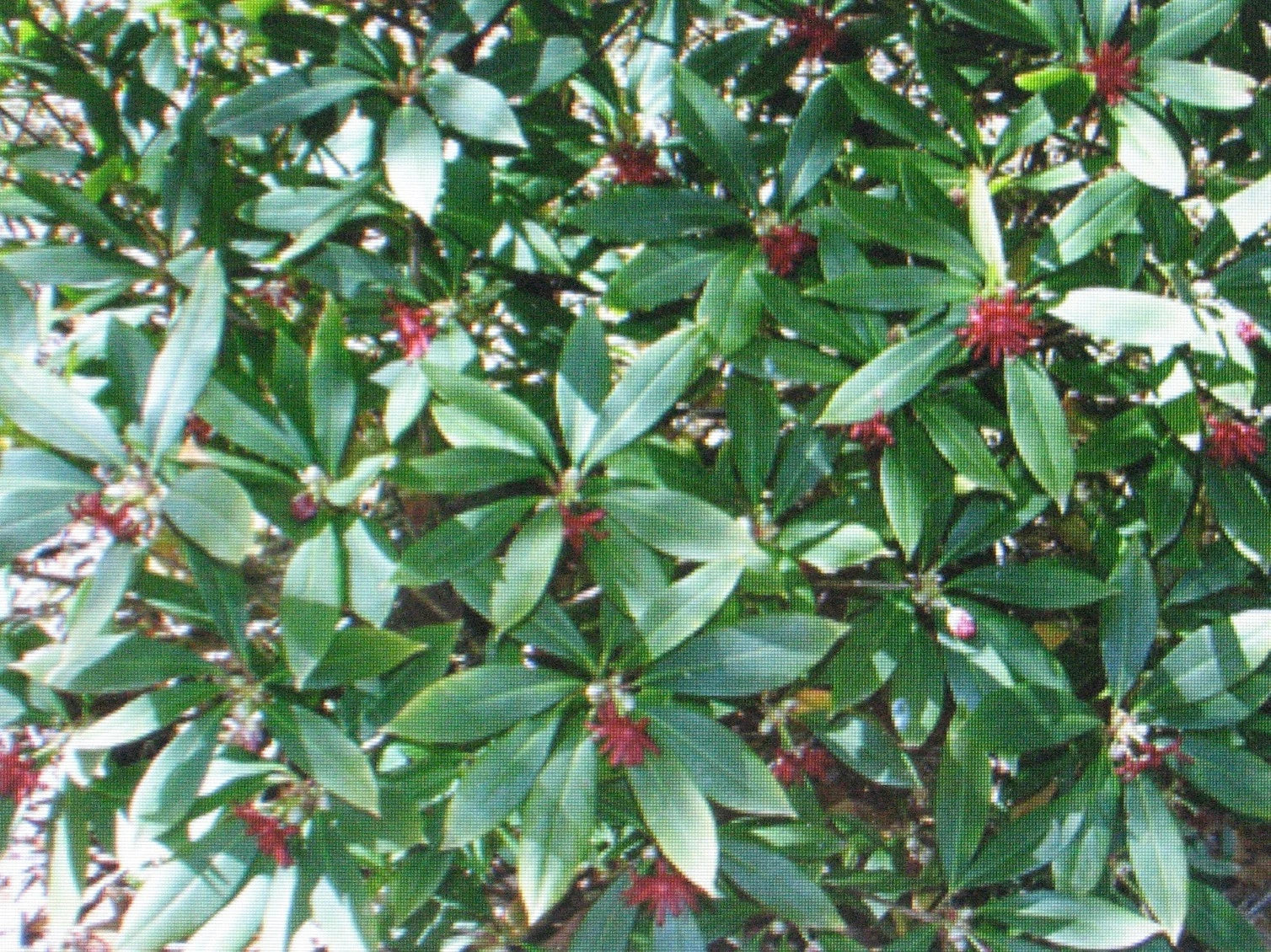 Anise Herb Seeds - 100 Count - Pimpinella anisum - Culinary Spice for Flavorful Dishes