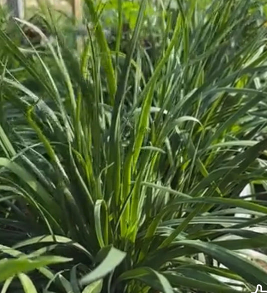 Garlic Chives Seeds - 150+ Seeds - Chinese Leek Jiu Cai - Broadleaf Nira - Allium tuberosum