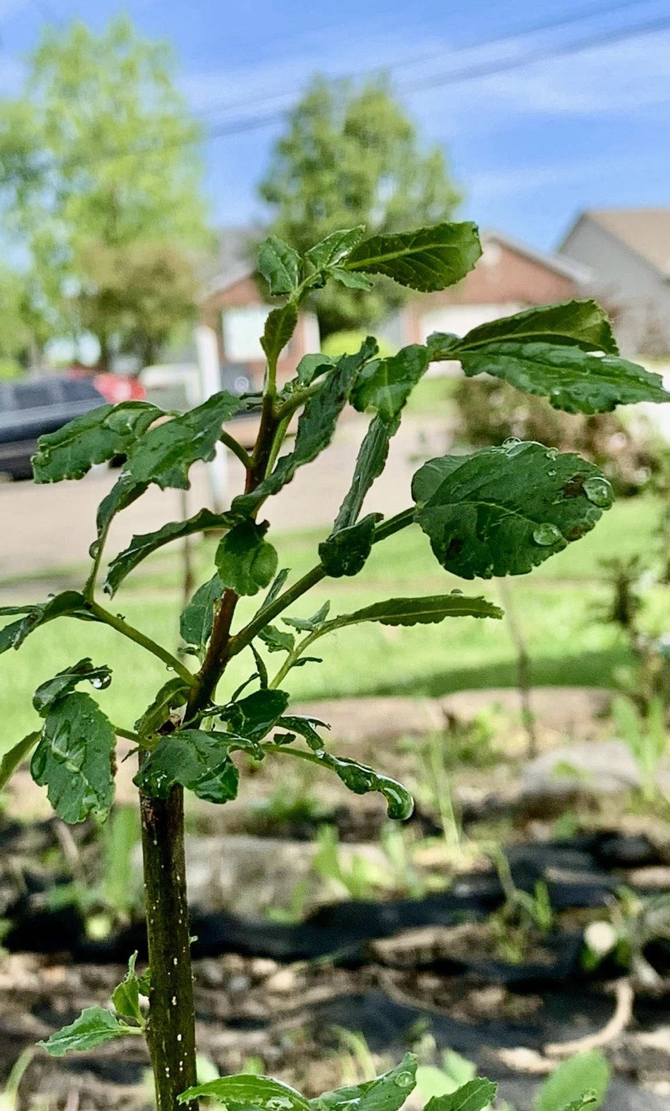 Chinese Pepper Tree 15