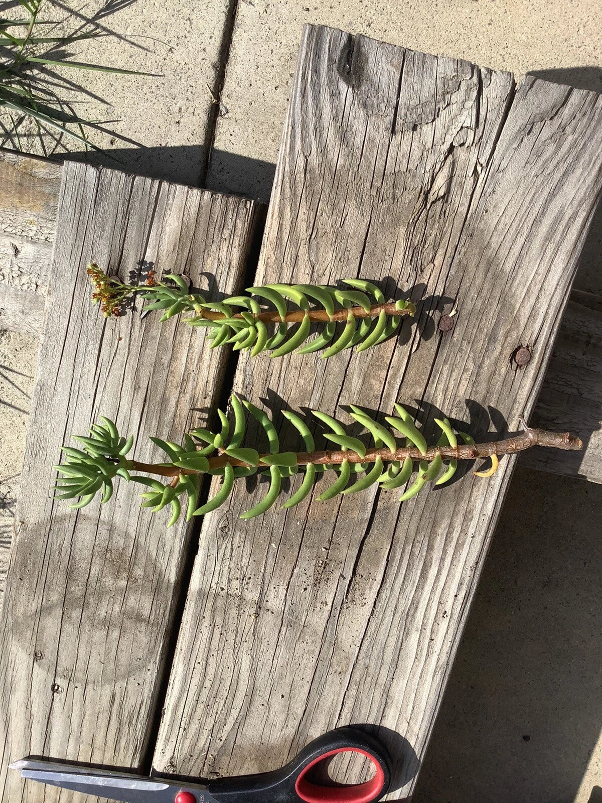 mini pine tree succulent propagation Mini Pine Tree Succulent - Crassula Tetragona