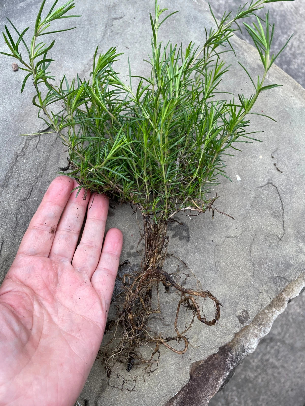 Creeping Phlox Ground Cover Plants Bundle - 40 Bare Root Lavender Deer-Proof Perennials (Phlox subulata) for Landscaping