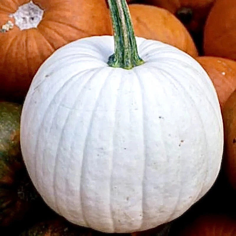 Casper White Pumpkin Seeds - 20 Non-GMO Rare Seeds - Perfect for Unique Fall Decor and Gardening - Cucurbita Pepo