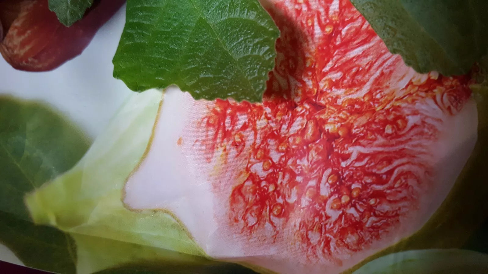 Jerusalem Fig Seeds - 100+ Seeds - Ficus carica - Organic, Heirloom Variety for Home Gardening and Planting