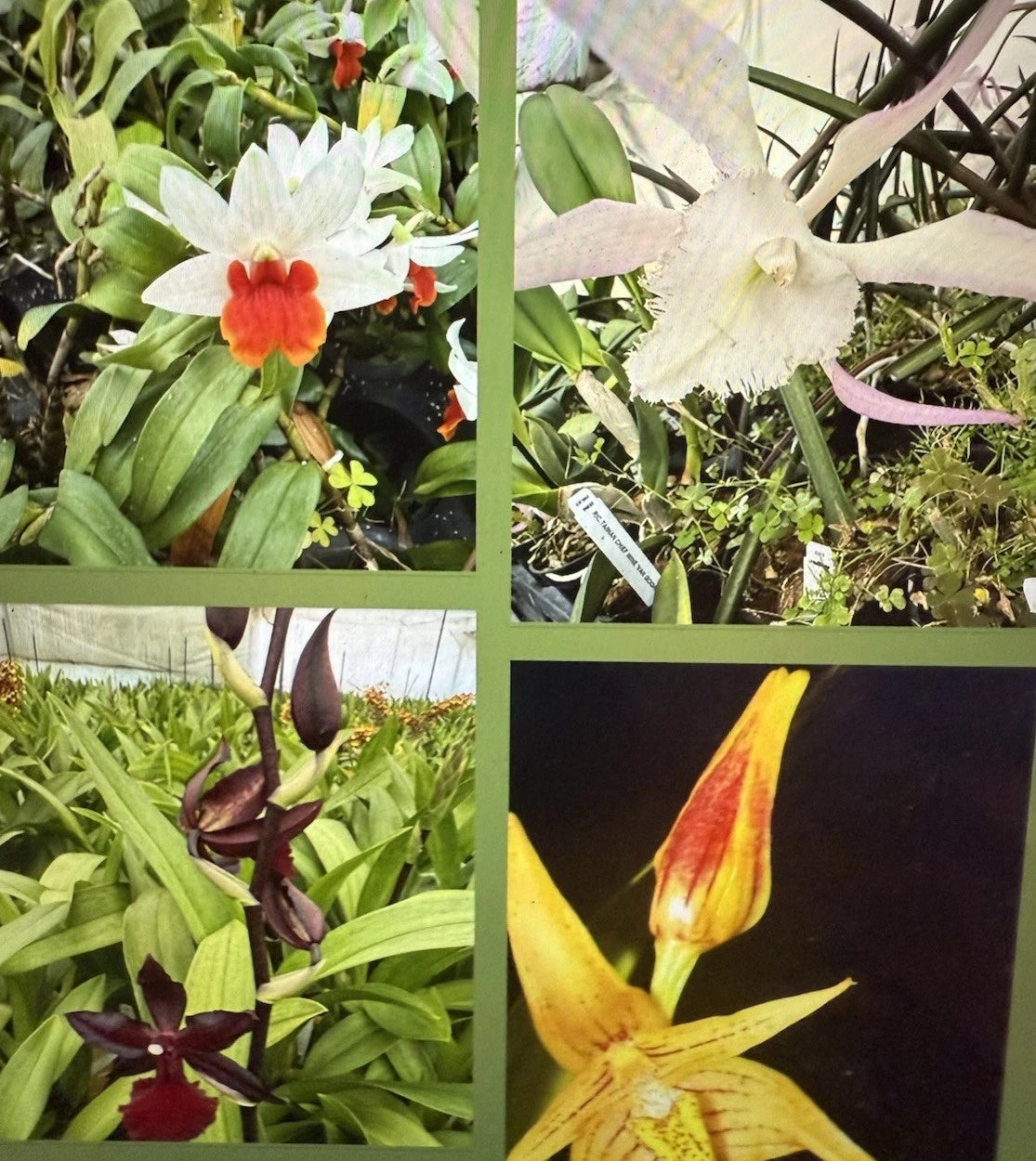 Orchid Plant Seedling 3 Bare Root New Varieties Bulb Stem (Not Perfect) - Perfect for Gardening Enthusiasts