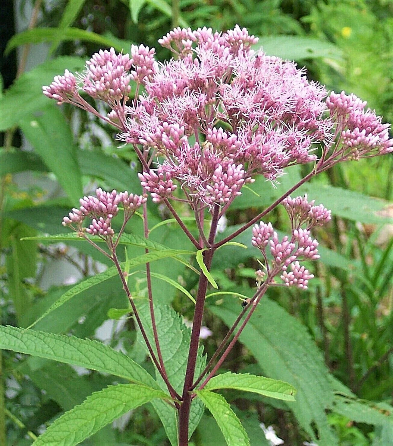 Joe Pye Weed Plants - 3 Pack - Native Maine Variety - Eupatorium purpureum - Cut Back for Optimal Growth
