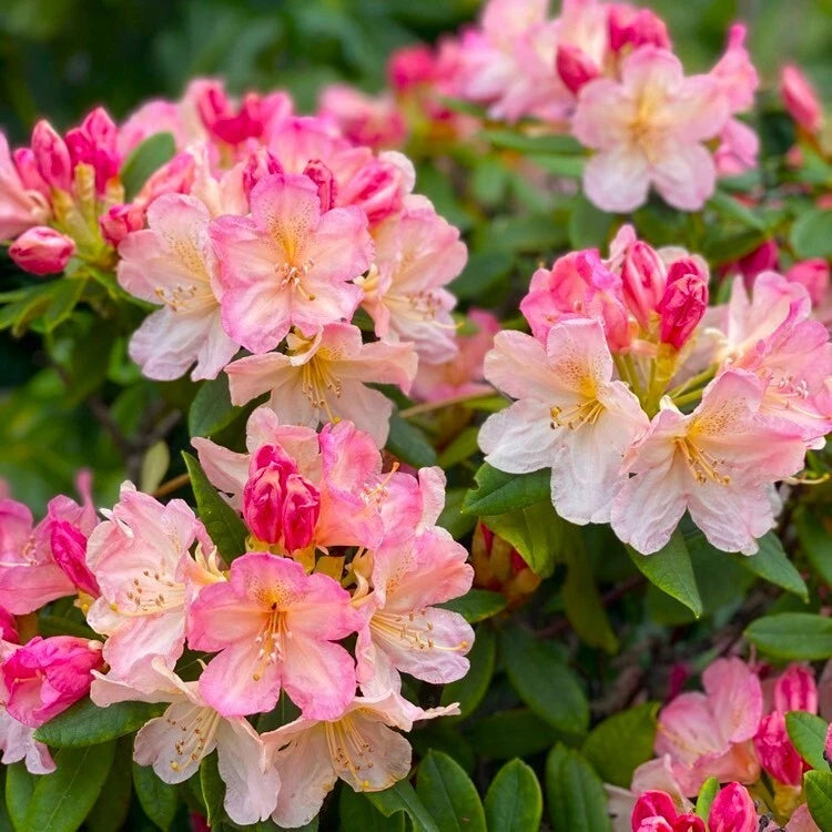 Azalea Starter Plant - Percy Wiseman Variety - Varying Shades of Pink - Rhododendron