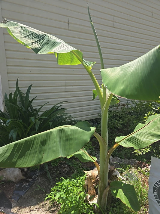Blue Java Banana Live Plant Starter - Dwarf Ice Cream Variety - Musa acuminata Seedling for Home Gardening