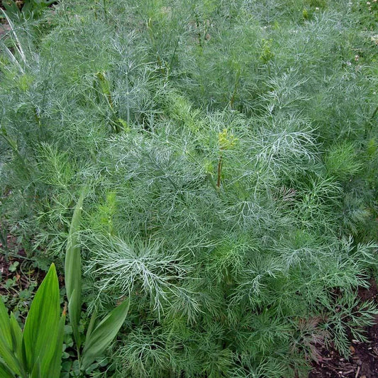 Dukat Dill Seeds - 500 Heirloom Non-GMO Seeds - Anethum graveolens - Culinary Herb Gardening