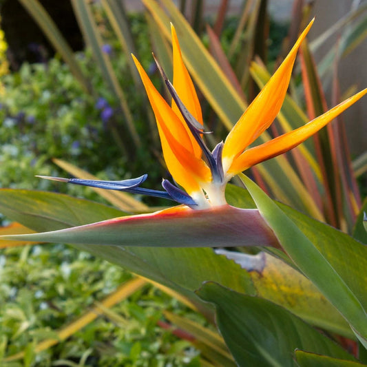 14in Live Organic Bird of Paradise Plant, Orange Flower, Strelitzia reginae, USA Grown