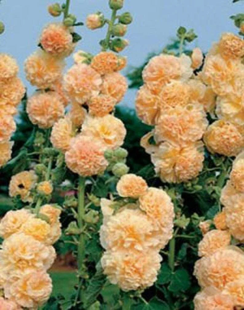 Apricot Hollyhock Seeds - 25 Perennial Flower Seeds - Alcea rosea - US Seller