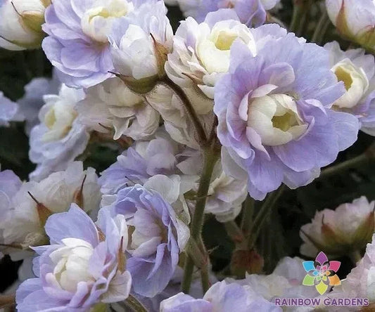 25+ Summer Skies Geranium Seeds for Garden Planting - Pelargonium × hortorum - USA - Non-GMO