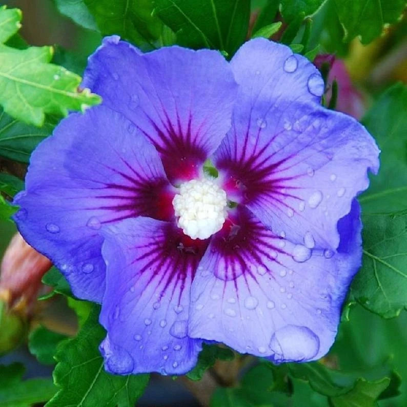 Blue Purple Hibiscus Seeds - 20 Perennial Flower Seeds - Hibiscus rosa-sinensis