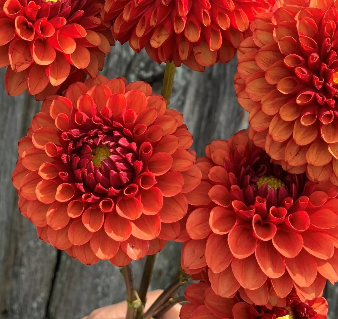 Brown Sugar Dahlia Seeds - 25 Perennial Flower Seeds - Dahlia variabilis - Beautiful Brown Flowers for Gardens