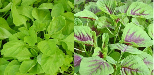 500+ Amaranth Seeds Green Red Leaf Asian Chinese Spinach Yin Cho Callaloo 红綠苋菜种