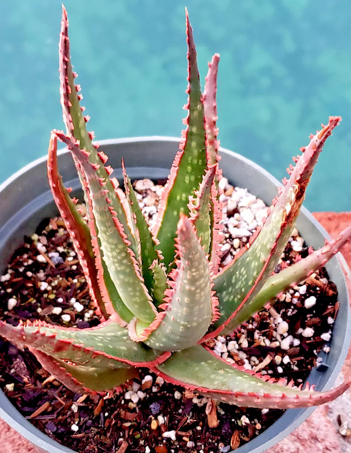 Aloe 'Krakatoa' - 6" Diameter Potted Plant - Large Mature Specimen - Succulent Houseplant