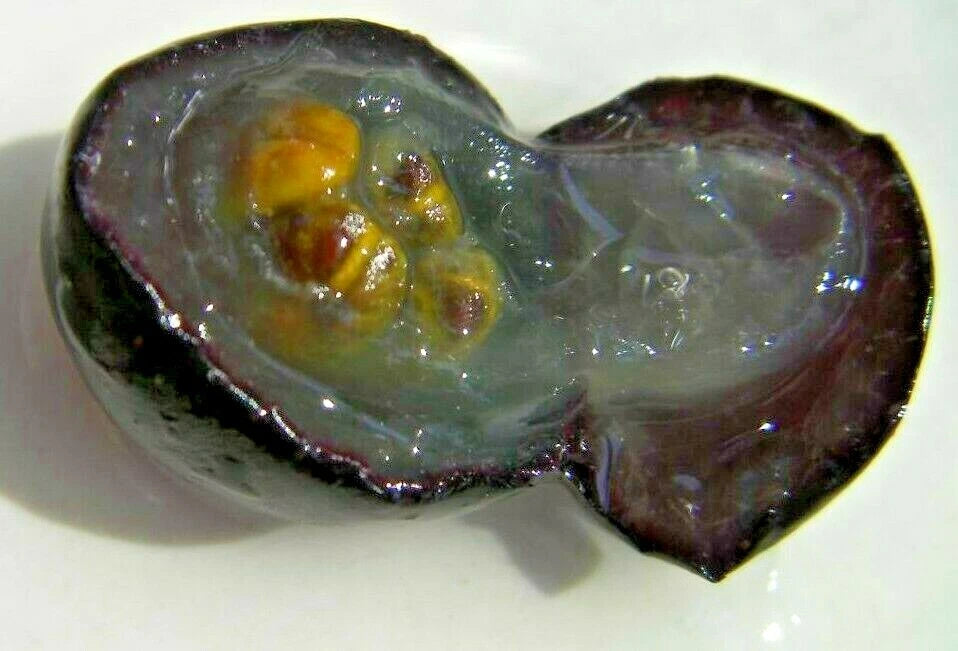 Black Noble Muscadine Grape Seeds, 15 Seeds, Vitis rotundifolia, Sweet Variety