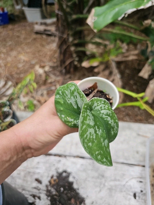 LIVE Scindapsus Exotica Vine Houseplant in 2.5" Pot - Rooted Indoor Plant for Home Decor