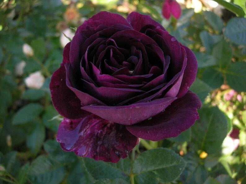 Dark Purple Rose Seeds - 10 Perennial Flower Bush Seeds - Rosa spp.