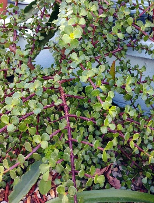 Cactus Cutting - #18 Size - Unique Succulent Variety - Ideal for Plant Lovers, Home Decor, and Gardening - Perfect for Propagation