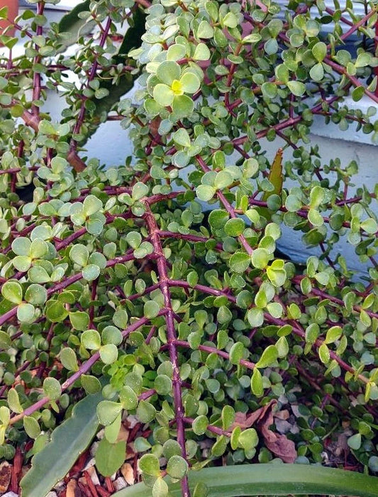 Cactus Cutting - #18 Size - Unique Succulent Variety - Ideal for Plant Lovers, Home Decor, and Gardening - Perfect for Propagation