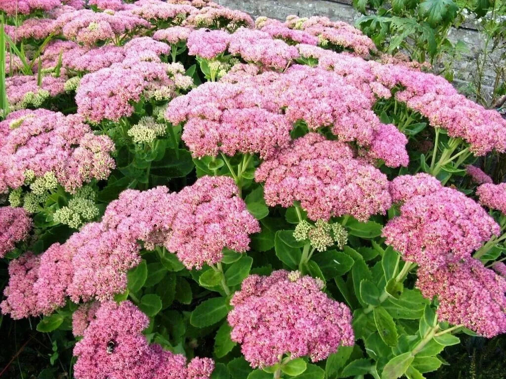Autumn Joy Stonecrop Sedum Plants - 10 Young Perennial Plants - Pink Flowers - Sedum telephium